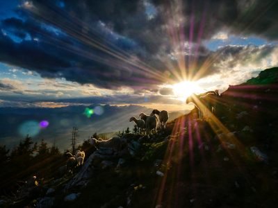 reward-sheep-light-jaka-skrlep-kfv21yEf-6Y-unsplash-400x300p